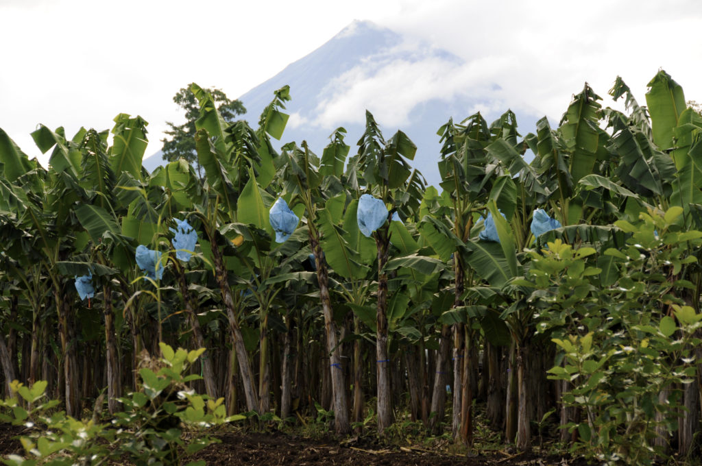 Plantação de banana com vulcão ao fundo